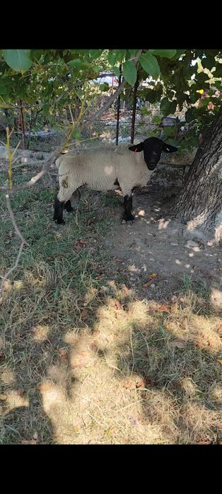 Berbec suffolk 100 kg