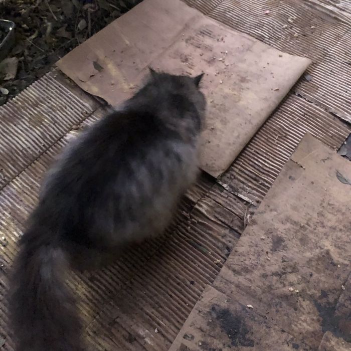 Животные. Кошки.