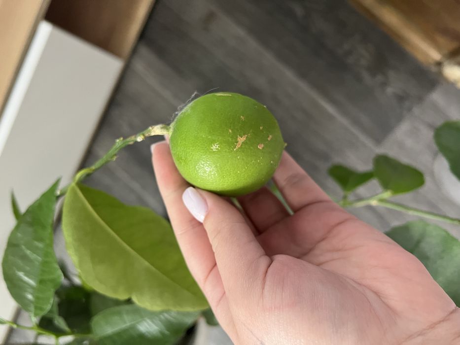 Дерево плодоносящего лимона