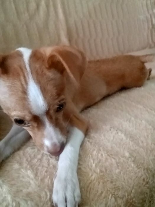 Продам той терьера