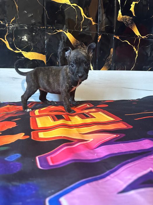 Подарявам кученца