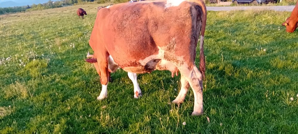Vind vaca bună de lapte