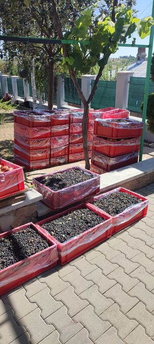 Fructe Aronia Meloncarpa