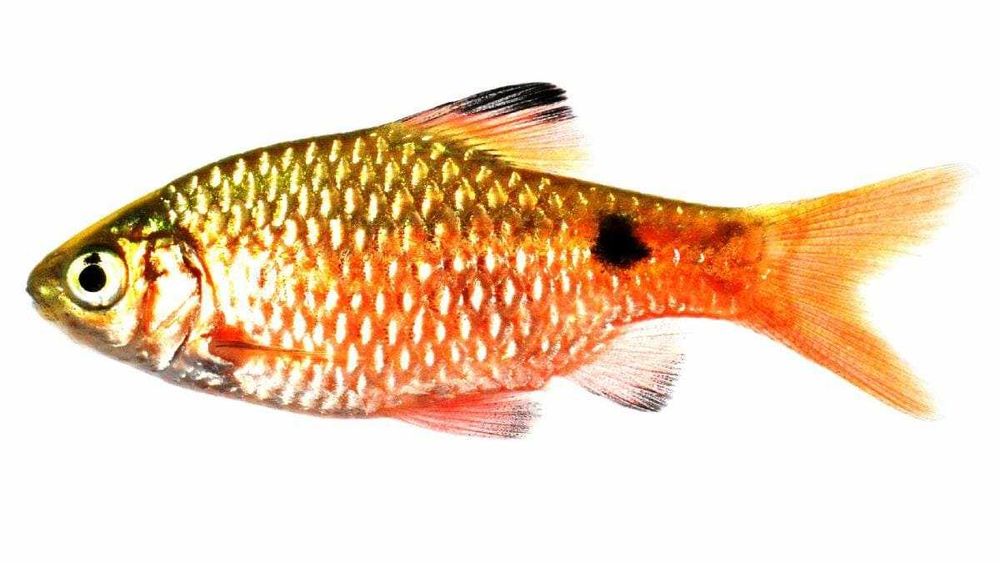 Барбус огненный аквариумная рыбка