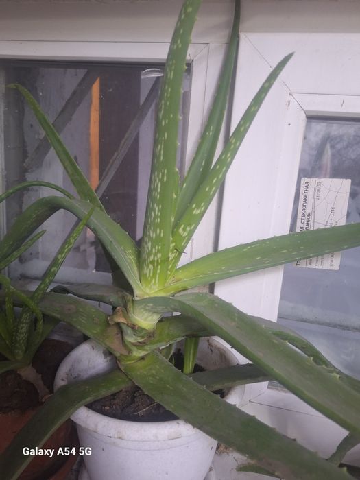 Алое, Алоэ, Алое- столетник