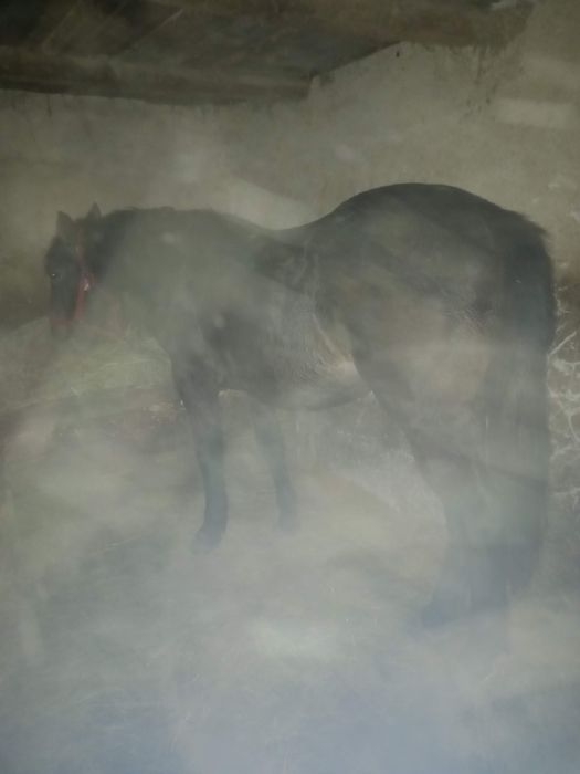 Vând mânz de 2 ani garantat de căruță