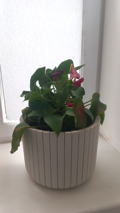 Комнатные цветы.