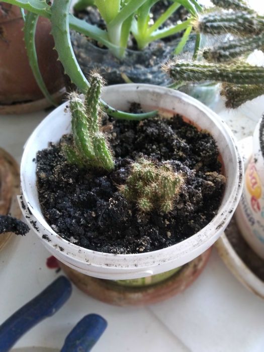 Цветы комнатные 1500 тенге