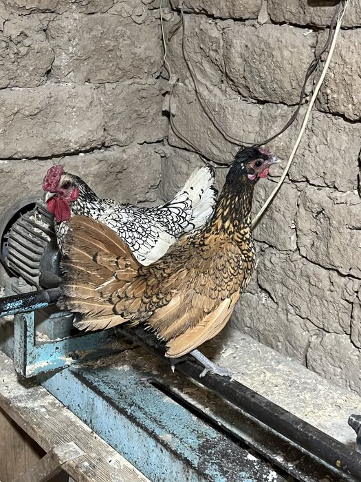 сибрайттар сатылады