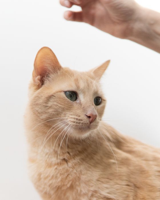 Кроткият Сид търси дом, кастриран