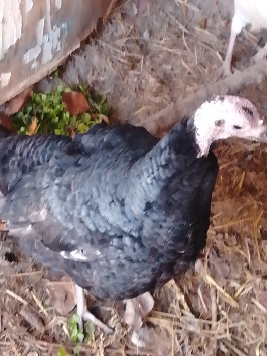 Moda kurkalar tezda sotiladi