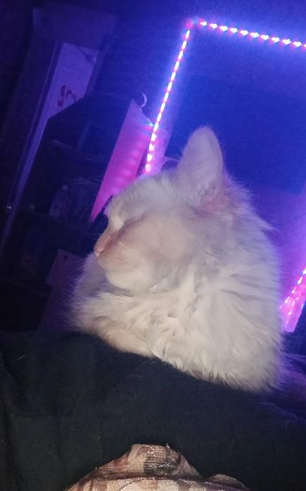 Кот мальчик полтора года