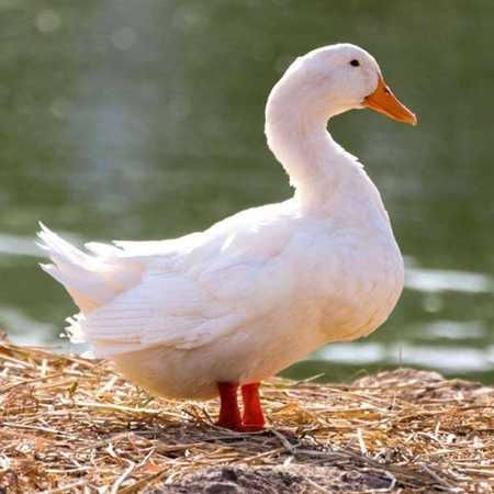 Яйцо инкубационное всех птиц