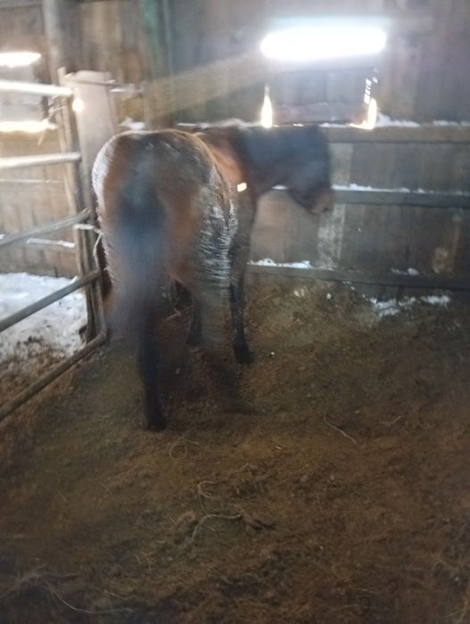 Продам лошадь (2.5 года) на откорме