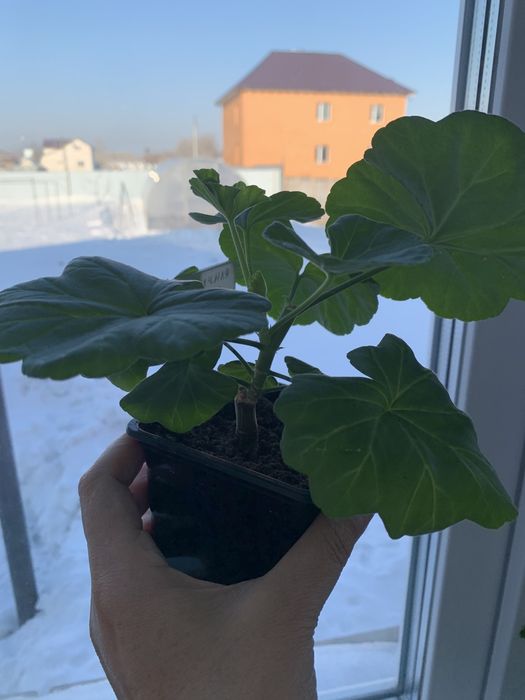 Пеларгония Grainger’s Antique Rose