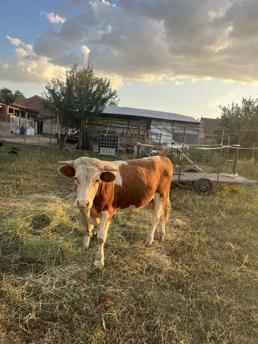 Vand doi tauri si o juninca