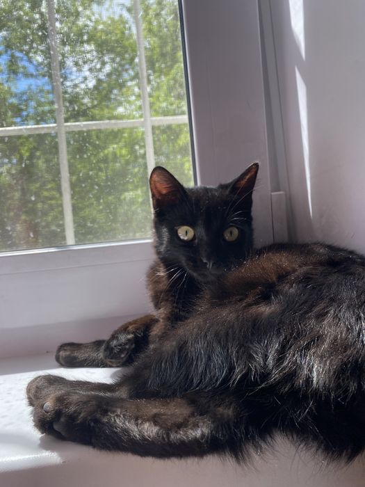 Отдам кота ,в хорошие руки .