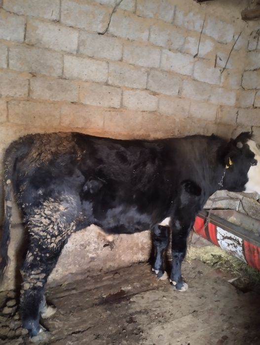 Бука сатылады продается