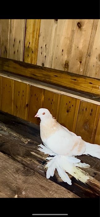 Продам голубей тасмана