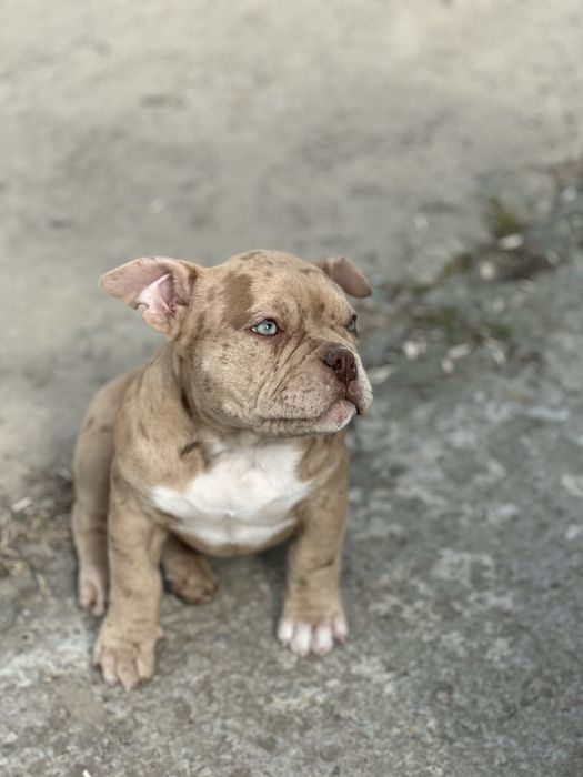 Pui femela American Bully Pocket