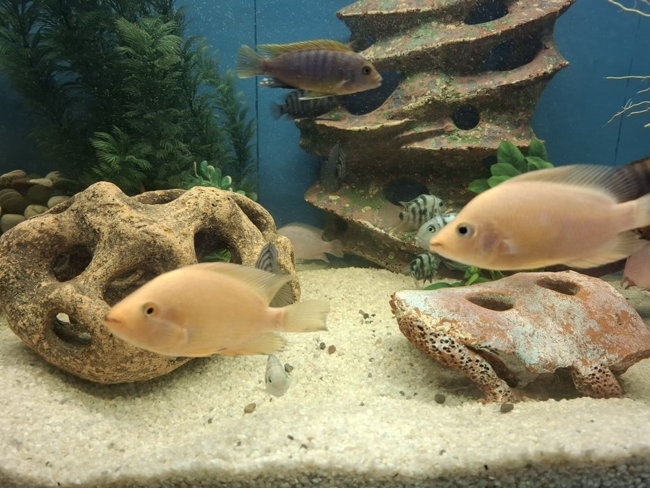 Срочно  обменяю рыбок 4 шт