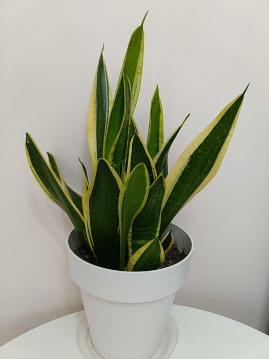 Floare limba soacrei