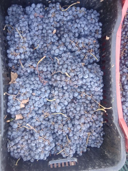 Struguri de vin cu transportul gratuit la domiciliu