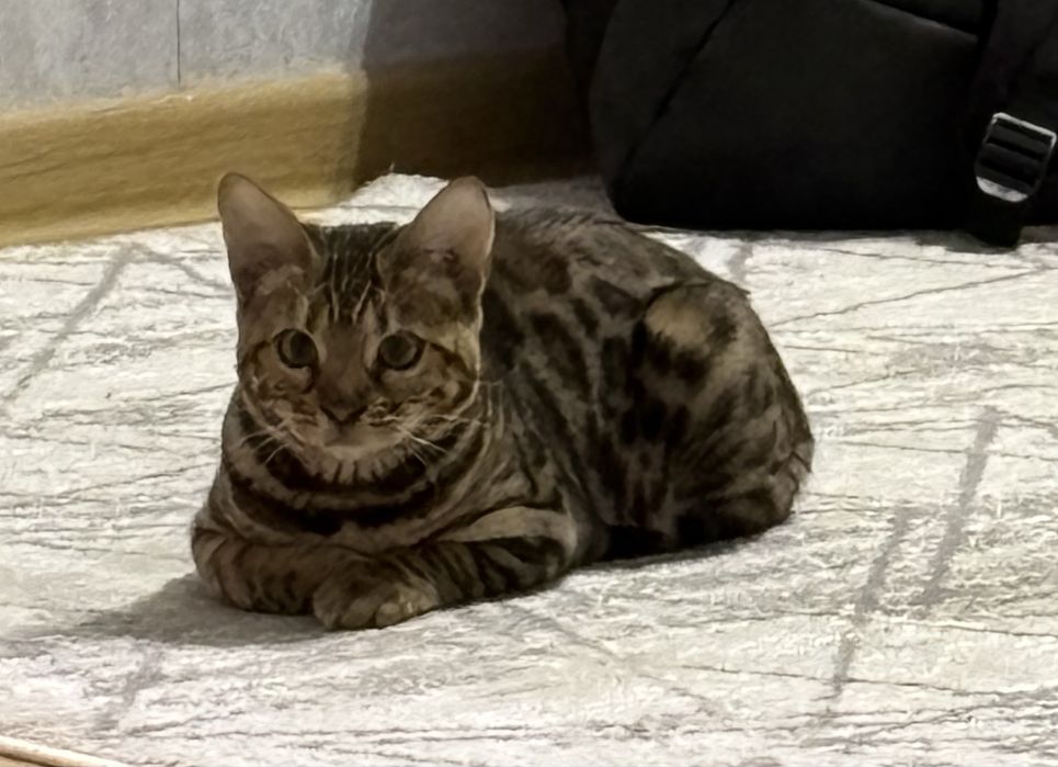 Продам бенгальскую кошечку