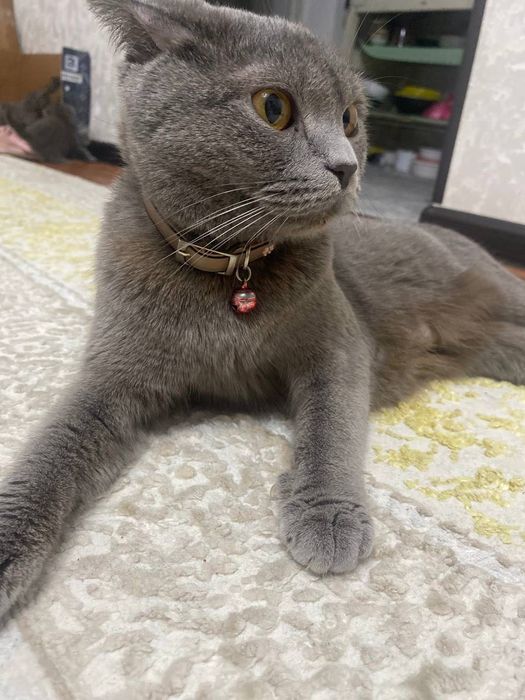 Paroda scotish fold strath