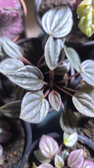 Пеперомия сморщеная 8 сортов