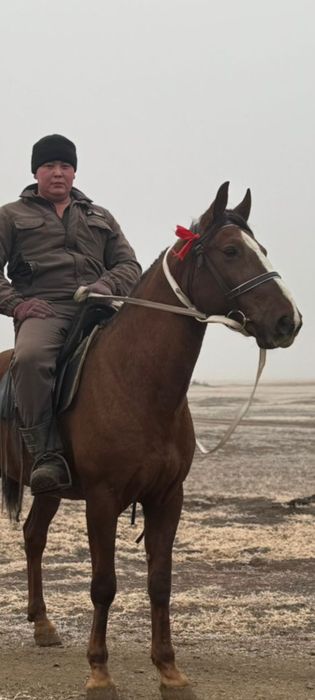 Дончак жеребец  продается