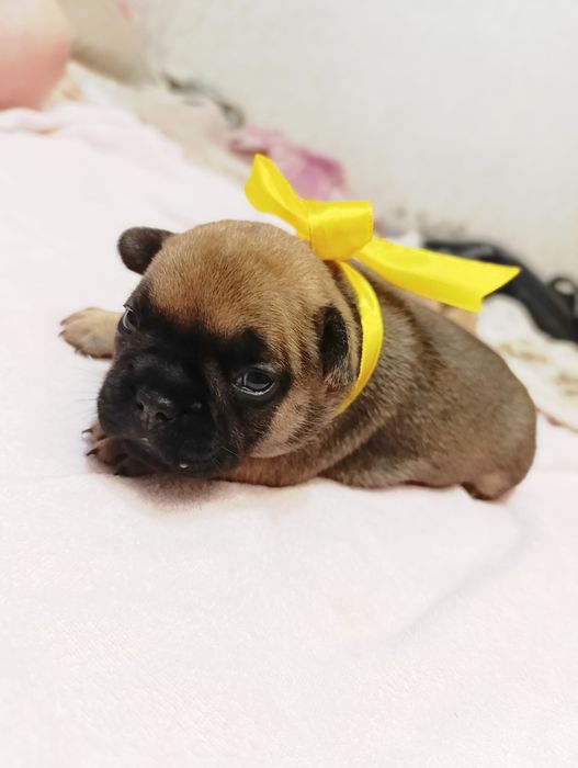 Продам щенков французского бульдога(Бронь)