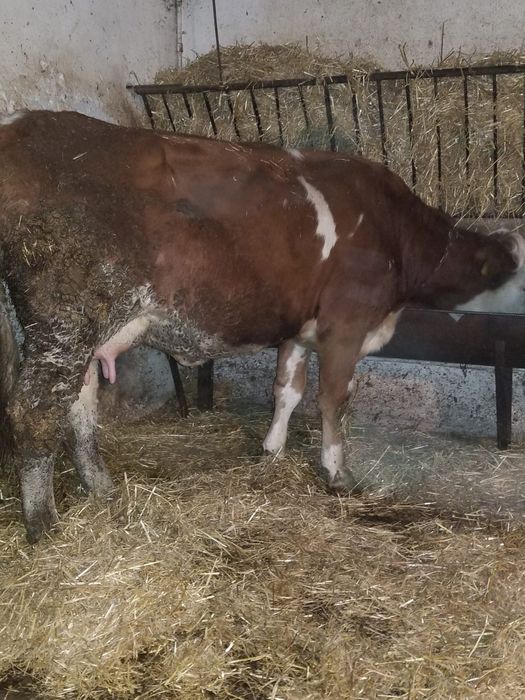 Juninca de 2 ani jumate cu lapte