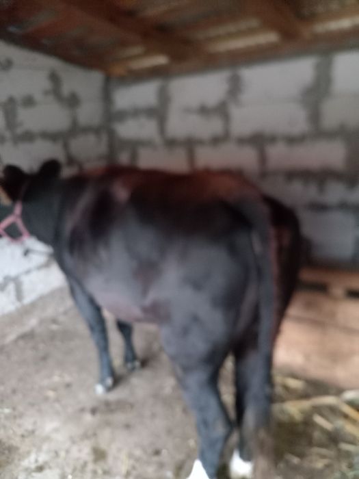 De vânzare junica Angus, grasa, frumoasa calitatea I. Preț 8500 lei. Junica are aprox. 450 kg și foarte bine întreținută ca la ferma.