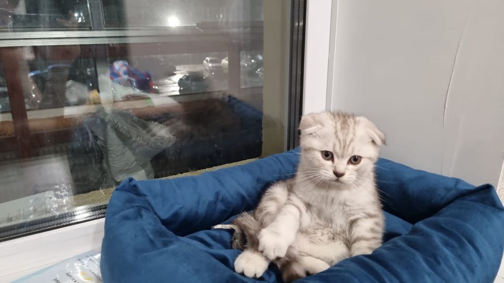 Скоттиш фолд вязка, мальчик