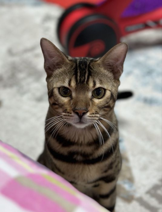 Бенгальский кот, Зафар