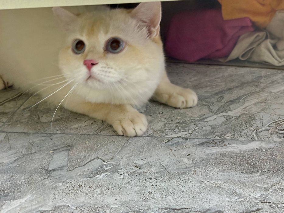 British shorthair tozza parodali mushuk