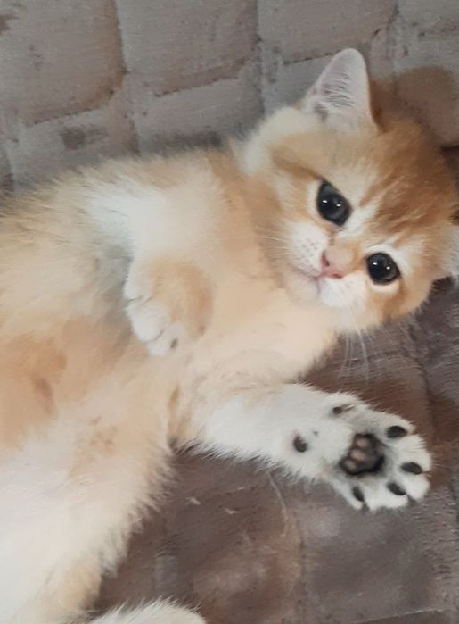 Золотая шиншилла, девочка