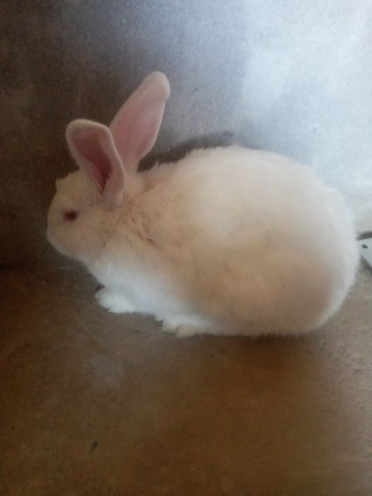 Quyonlar sotiladi srocna