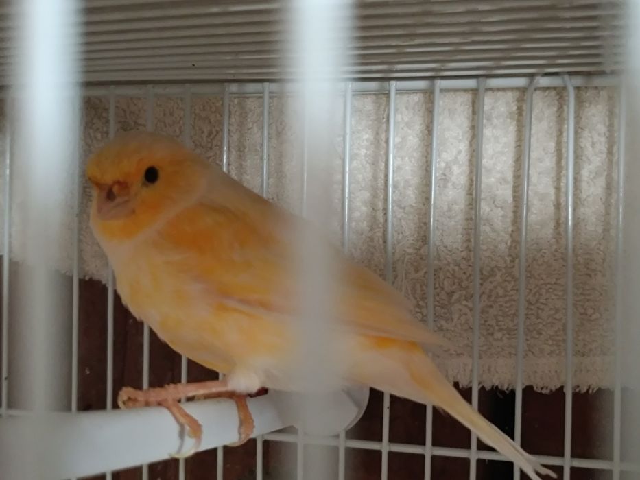 Canari de cântec
