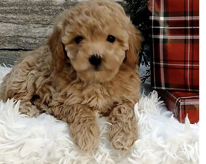 Мини пудел мъжки