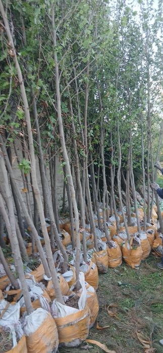 Chinor bor Toshkent da