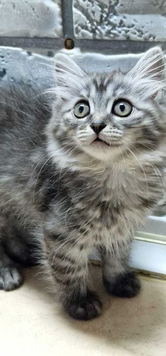 Кошечка 3 месяца, Привезем сами.