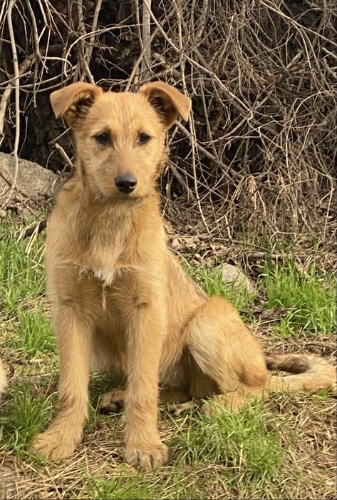 Щенков, отдам 4 мес, ПРИВИТЫ, девочки, привезу