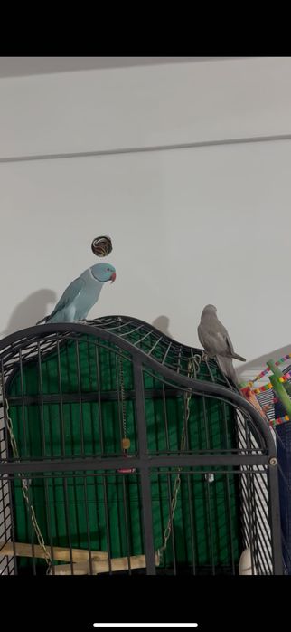 Pereche Micul Alexandru