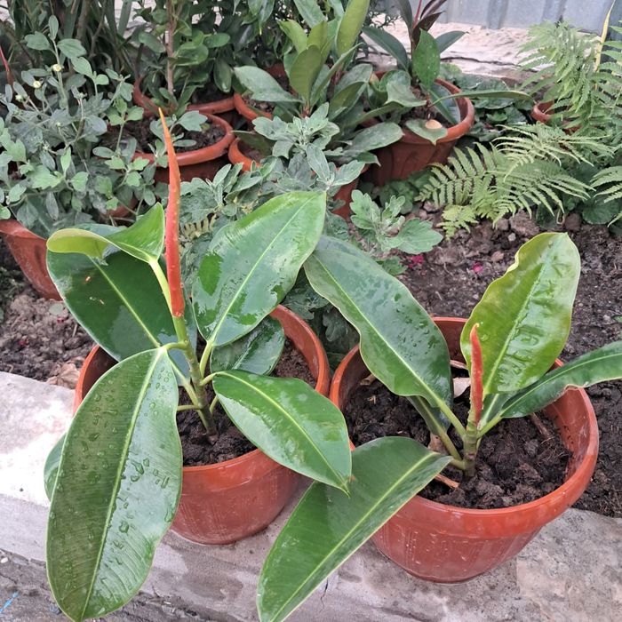 Домашние цветы Мырзакент