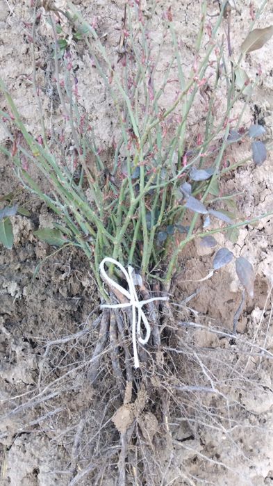 Саженцы плодовых деревьев