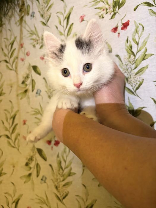 Продаются котята