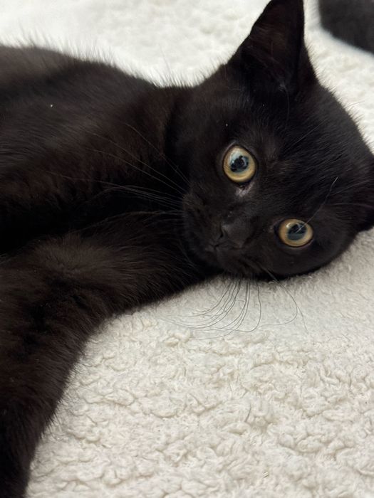 Котенок 3 месяца