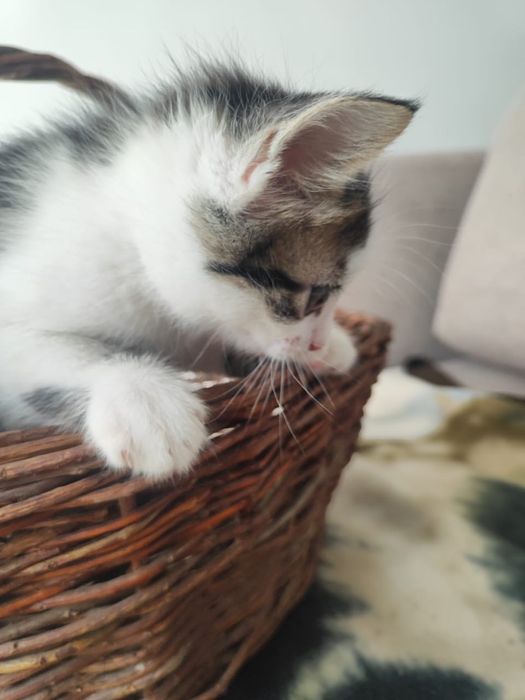 Отдам котят в любящие руки